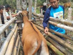 Distanak Koltim Vaksin Ternak di 11 Kecamatan