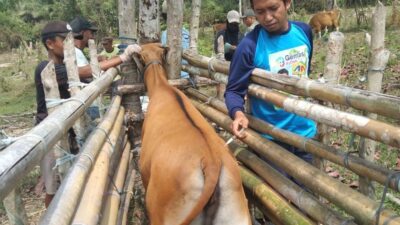 Distanak Koltim Vaksin Ternak di 11 Kecamatan