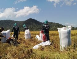 Pasca Bendung Diperbaiki, Hasil Panen Petani Tumbudadio Meningkat Hingga 6,4 Ton