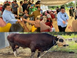 Berkurban, Keluarga Besar Yudhianto Mahardika Anton Timbang Menyembelih 4 Ekor Sapi Limousin