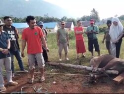 Kehangatan Sambut Kedatangan RD-FPK, Warga Routa Potong Satu Ekor Sapi
