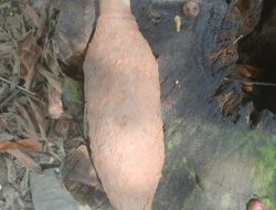 Jejak Perang di Kebun Nilam: Bom Mortir Ditemukan di Kaki Bukit Konawe