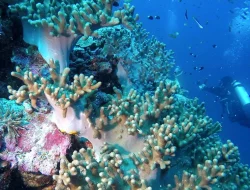 Karang Terkoyak di Surga Laut Wakatobi: Mahasiswa Gugat Investor Asing atas Dugaan Perusakan