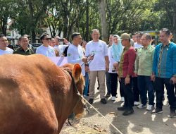 Presiden Prabowo Sumbang Sapi Kurban Jumbo untuk Warga Konawe