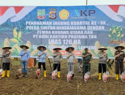 Dukung Ketahanan Pangan, Polda Sultra Tanam Jagung di Konawe Utara