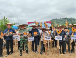Kapolda Sultra dan Forkopimda Gelar Panen Raya Jagung Serentak di Kolaka Timur