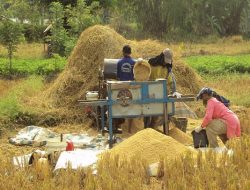 Harga Gabah di Konawe Anjlok Hingga Rp5.700: Mitra Diduga “Main Mata” Dengan Bulog, Petani Jadi Korban