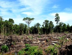 BPK Ungkap PT Mushar Utama Sultra Diduga Tambang di Kawasan Hutan Tanpa Izin