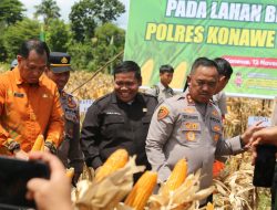 Kapolda Sultra Panen Raya Jagung Bersama Forkopimda Konawe