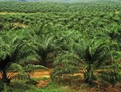 Selama Belasan Tahun, PT Damai Jaya Lestari Diduga Garap 5.800 Ha Kawasan Hutan Konut Secara Ilegal