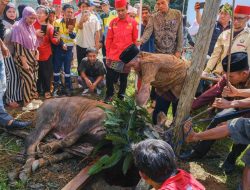 ​Ritual Mosehe Wonua Perdana di Routa: Sinergi Sakral Masyarakat, Pemerintah, dan PT SCM