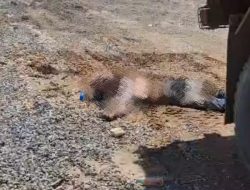 Kecelakaan Kerja Kembali Telan Korban di PT Indonesia Pomalaa Industrial Park, Pengawasan K3 Dipertanyakan