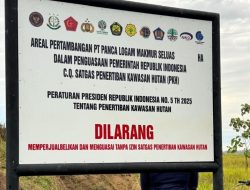 Tambang Emas PT Panca Logam Makmur Dikuasai Negara, Aktivitas Disorot Satgas PKH