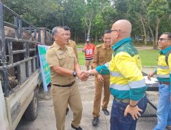 Jelang Idul Adha, PT SCM Berbagi 52 Hewan Kurban untuk Warga Lingkar Tambang